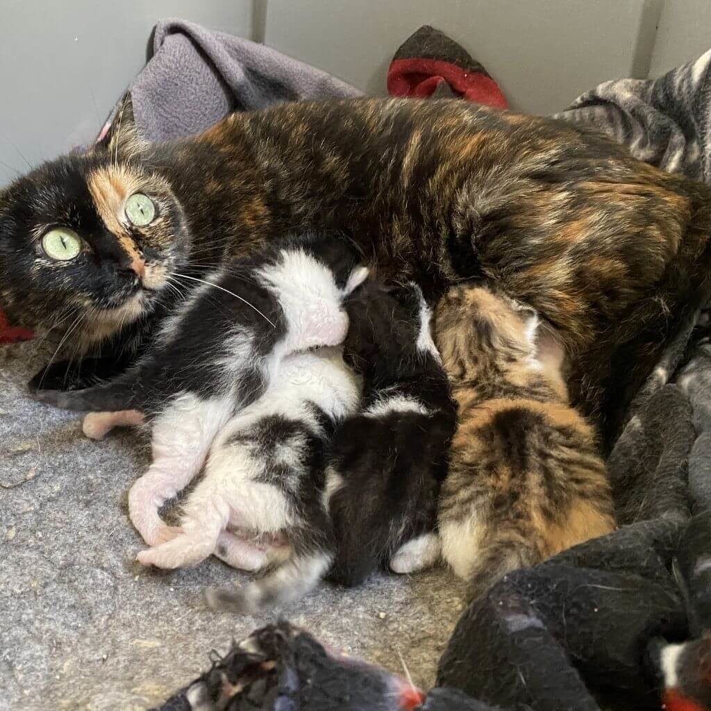 en stérilisant son chat on ne le rends pas malheureux