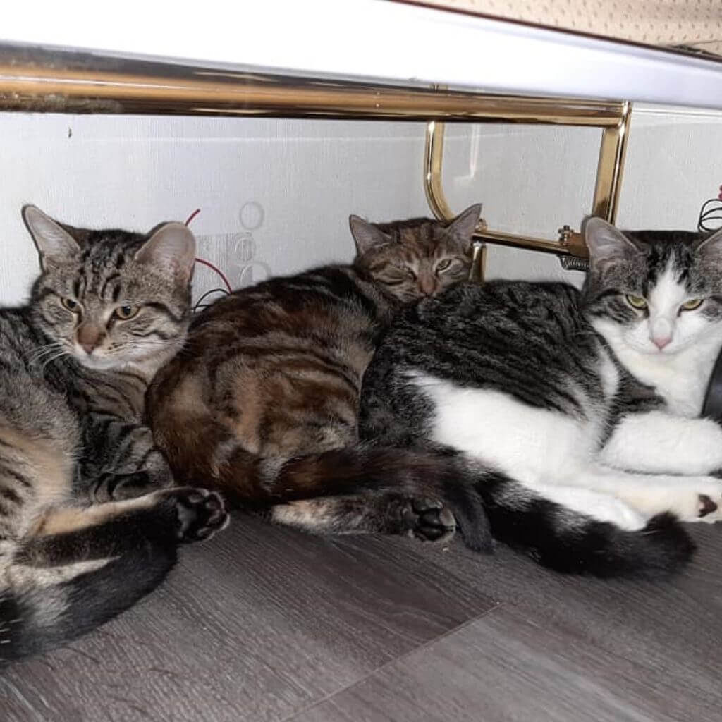 devenir famille d'accueil pour chat, qu'es ce qu'une famille d'accueil