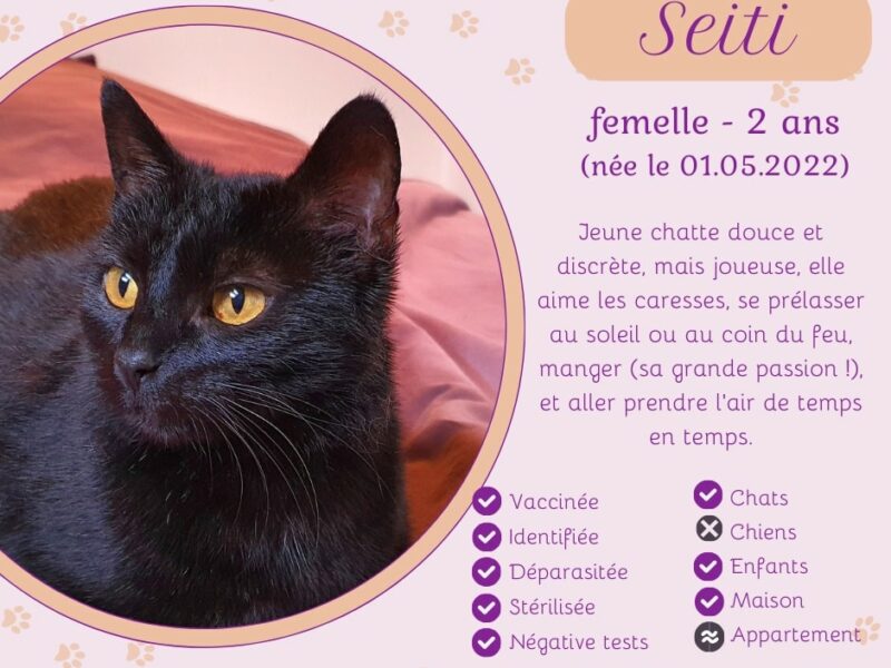 Seiti, perle noire à adopter