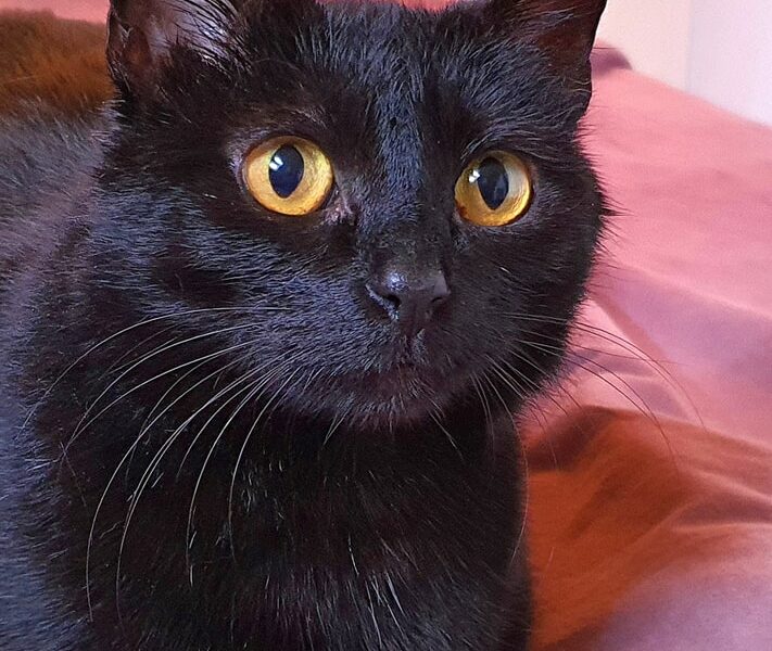 Seiti, perle noire à adopter