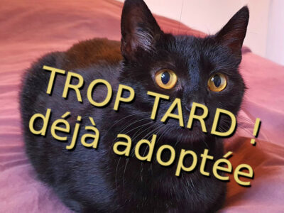 Seiti, perle noire à adopter