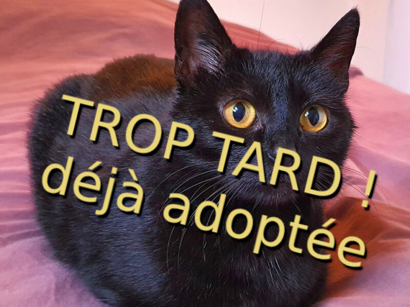 Seiti, perle noire à adopter