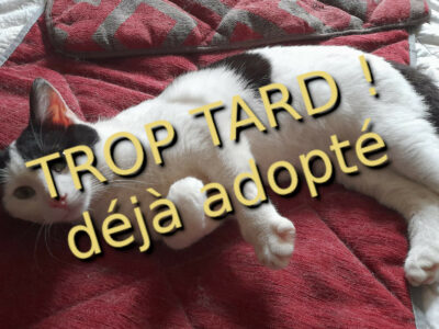 Ulahop, chat pot de colle en noir et blanc