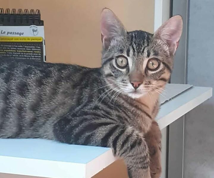 Aragon, mâle joueur et câlin