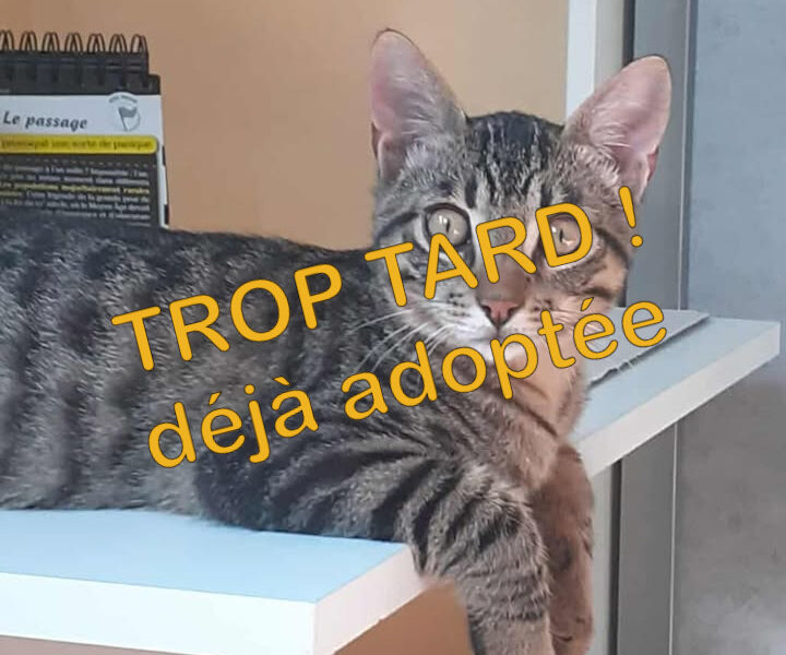 Aragon, mâle joueur et câlin