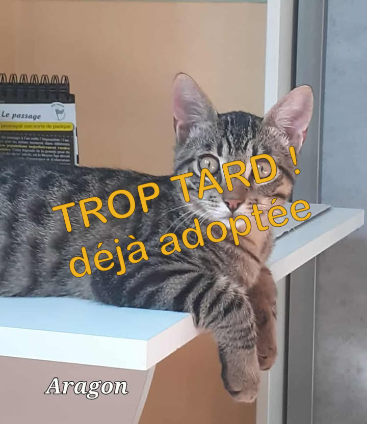 Aragon, mâle joueur et câlin