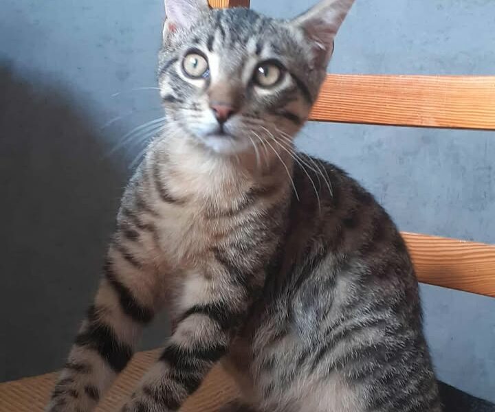Aragon, mâle joueur et câlin