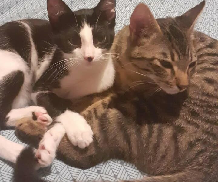 Aragon, mâle joueur et câlin