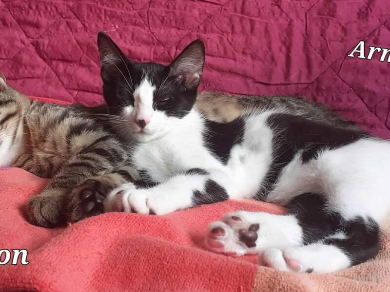 Aragon, mâle joueur et câlin