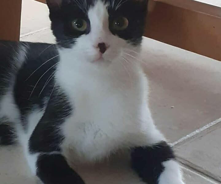 Armonie, femelle attendrissante