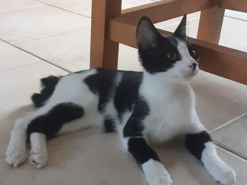 Armonie, femelle attendrissante