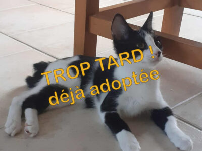 Armonie, femelle attendrissante