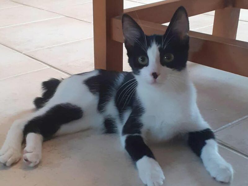 Armonie, femelle attendrissante