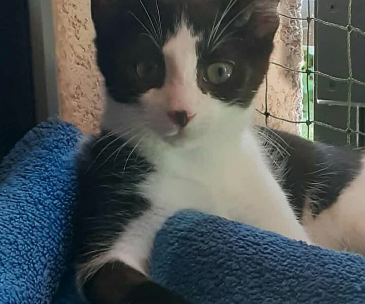 Armonie, femelle attendrissante