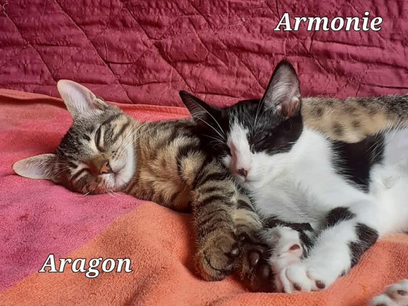 Armonie, femelle attendrissante