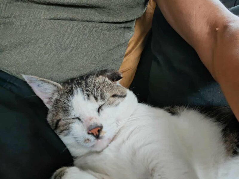 Grosminet, mâle câlin