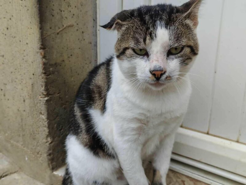 Grosminet, mâle câlin