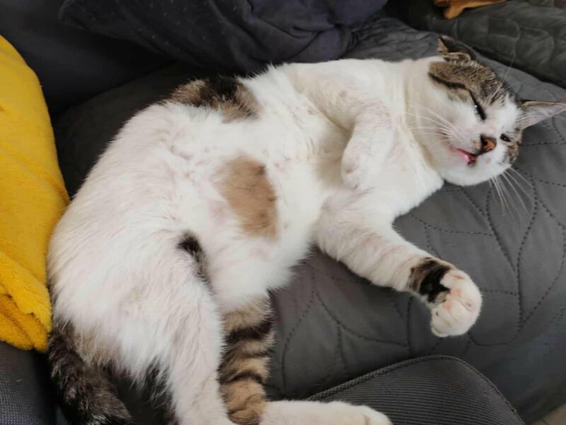 Grosminet, mâle câlin