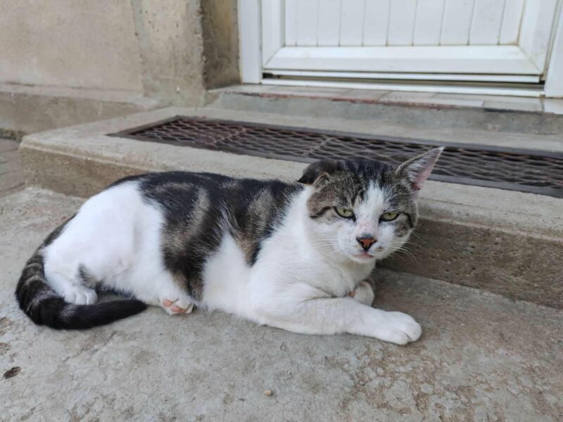 Grosminet, mâle câlin