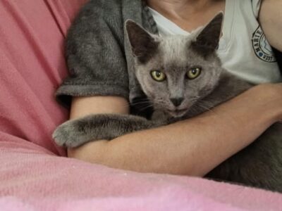 Mia, magnifique femelle adulte douce et câline