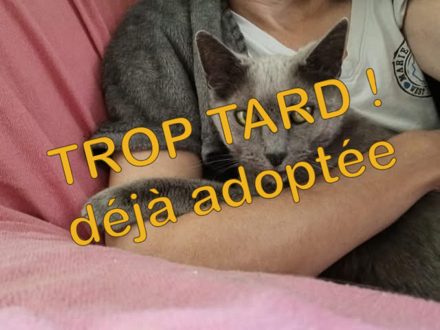 Mia, magnifique femelle adulte douce et câline