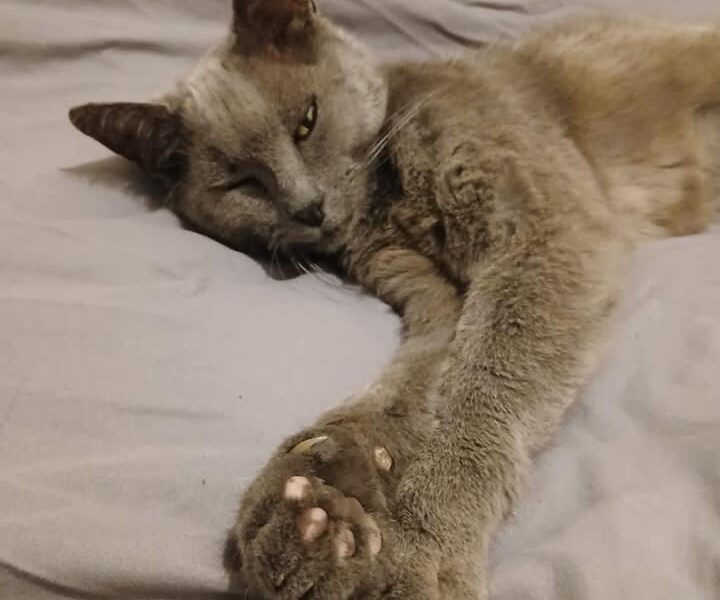 Mia, magnifique femelle adulte douce et câline