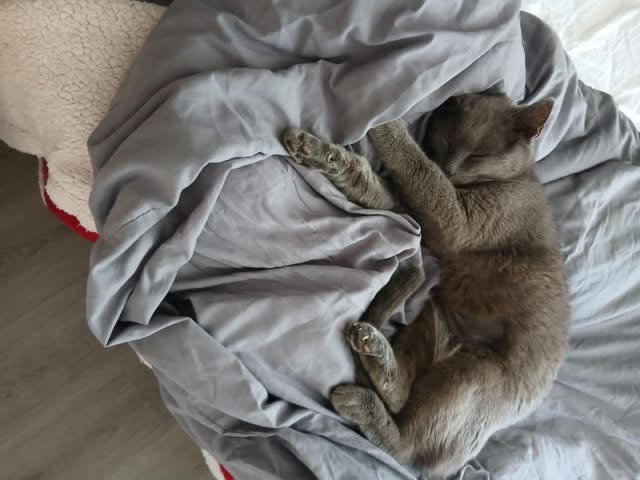 Mia, magnifique femelle adulte douce et câline