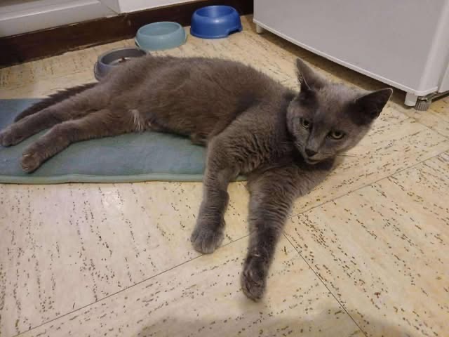 Mia, magnifique femelle adulte douce et câline