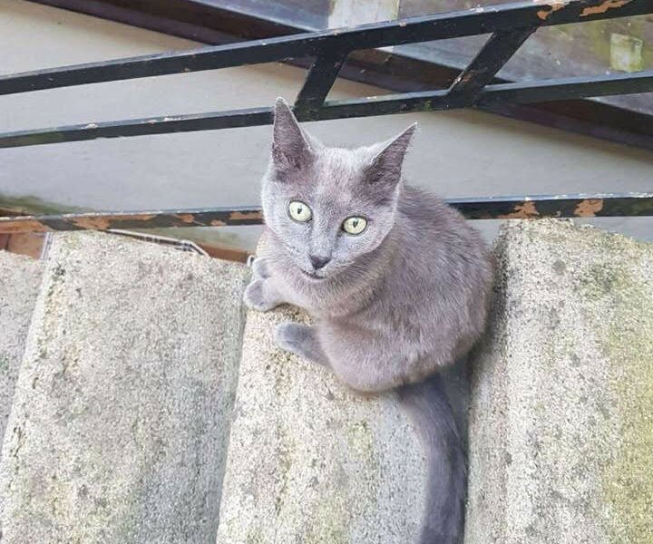 Mia, magnifique femelle adulte douce et câline