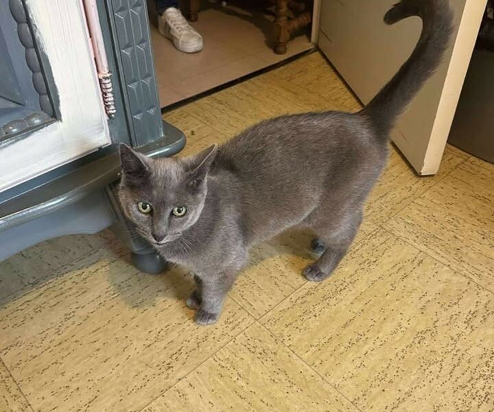 Mia, magnifique femelle adulte douce et câline