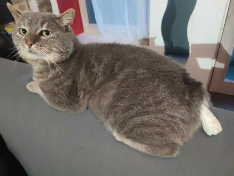 Tigri, mâle très affectueux