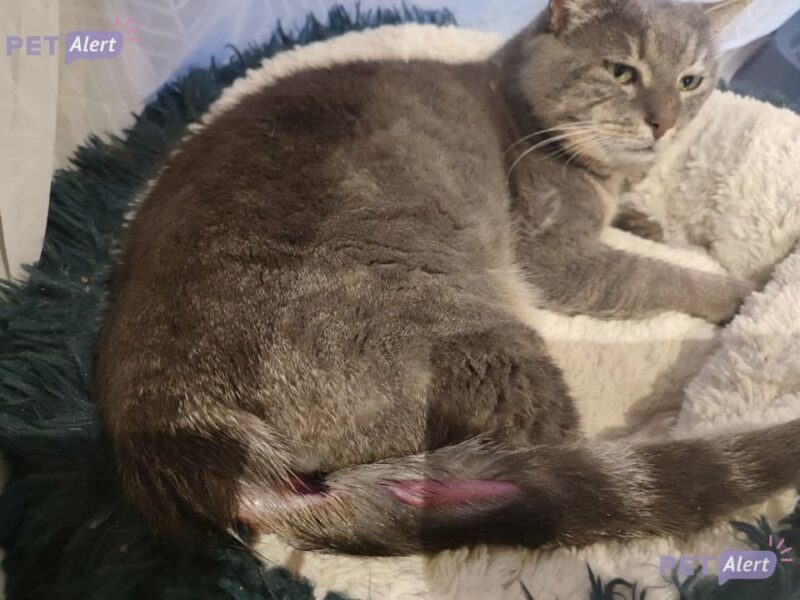 Tigri, mâle très affectueux