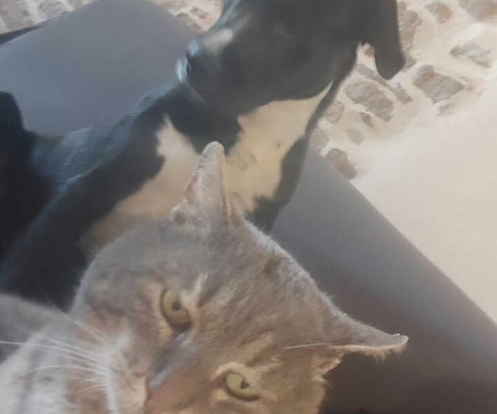 Tigri, mâle très affectueux