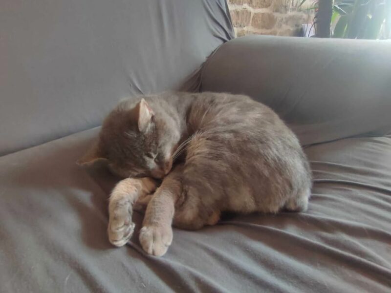 Tigri, mâle très affectueux